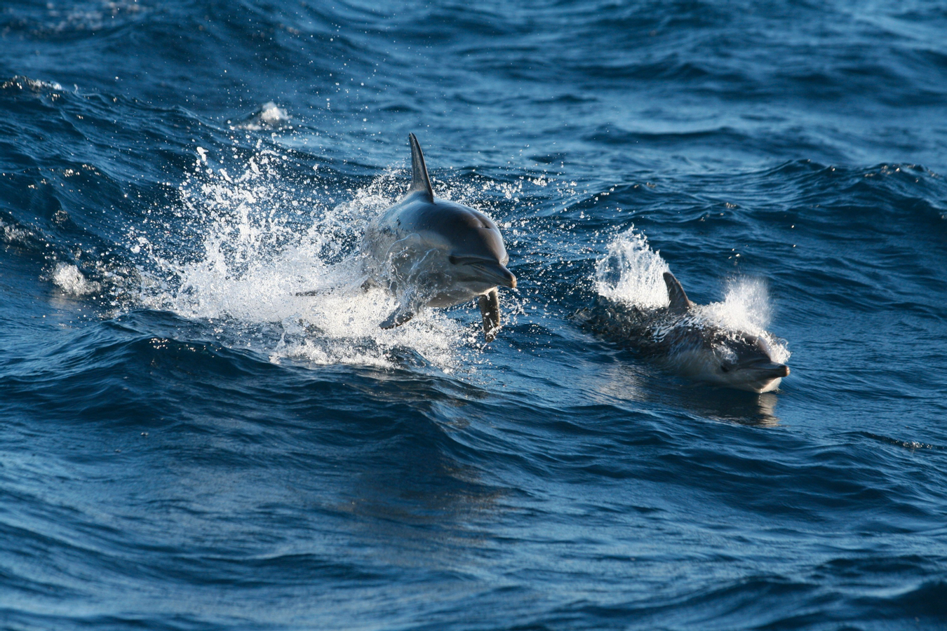 From Sydney: Port Stephens Sandboarding & Dolphin Watching Day Tour aNpwxt7x-backdrop