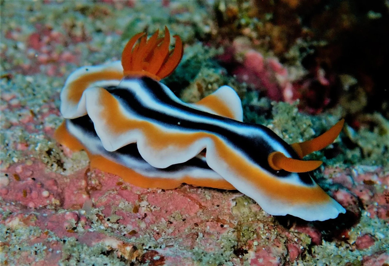 Puerto Galera Dive Mastery: Learn Scuba Diving with PADI 5* Center NMiMKib8