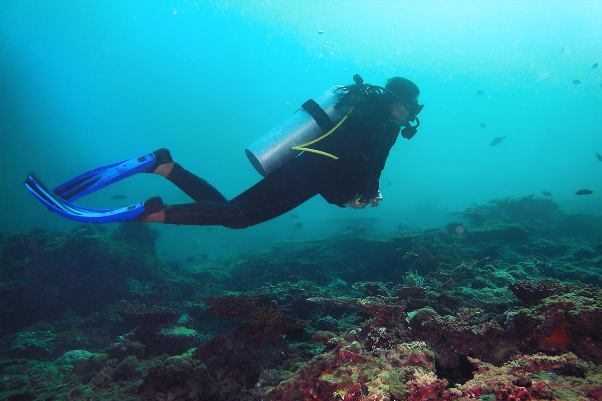 Aquatic Excursion in Kota Kinabalu: Open Water Dive with PADI Center WKyNVas8-backdrop