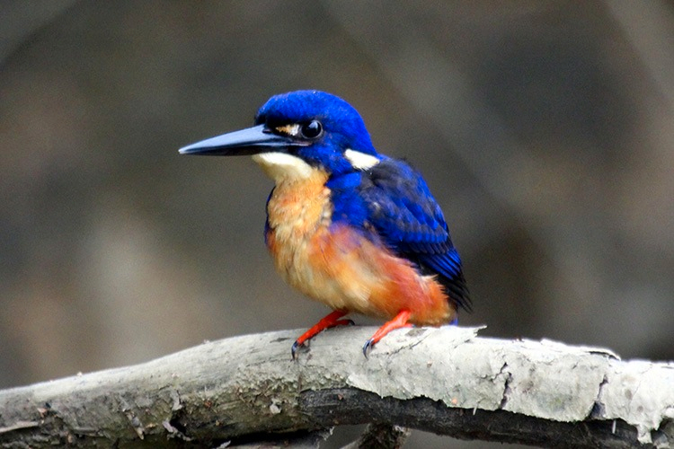 Greater Daintree Wildlife Cruise fQI50dHW