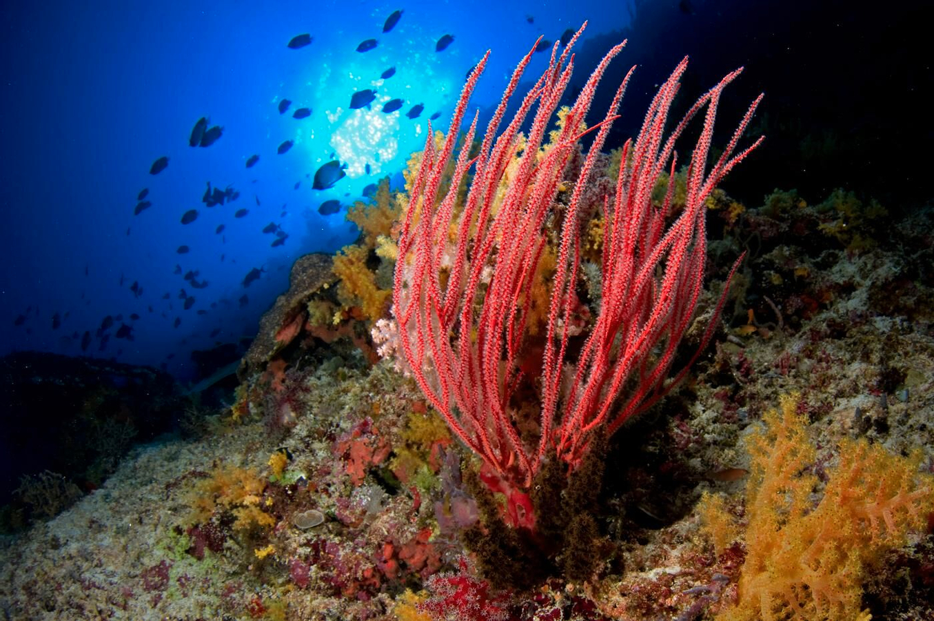 Monad & Gato Island Dive: Deep Adventure with PADI 5 Star Centre MEkOLarE