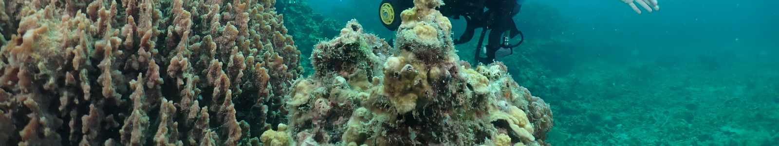 Koh Tao Beginner Scuba Experience with PADI 5 Star center aH0Pt0Kt-backdrop