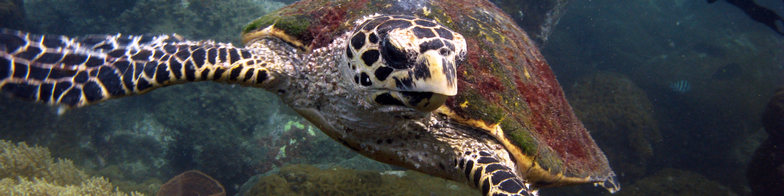 Pattaya Snorkel Adventure with PADI 5 Star dive center fBwE5PdH