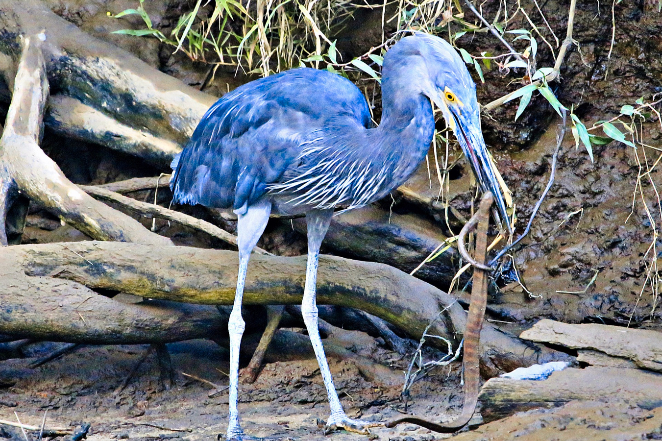 Greater Daintree Wildlife Cruise joe9btWv