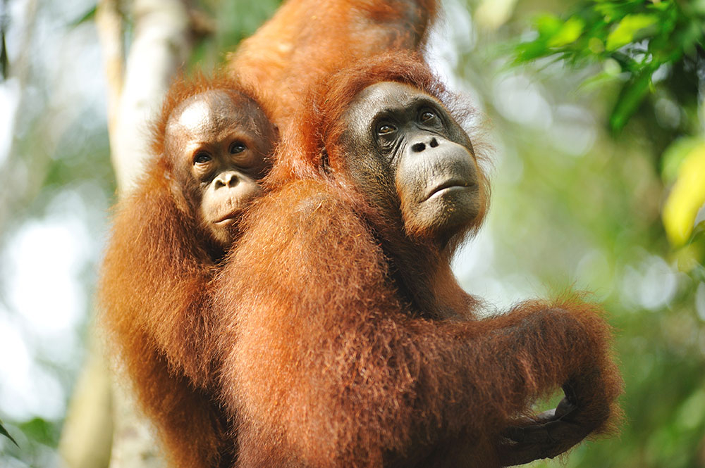 Caving and Semenggoh Wildlife Centre or Annah Rais Longhouse Tour in Kuching aCRl1yX5