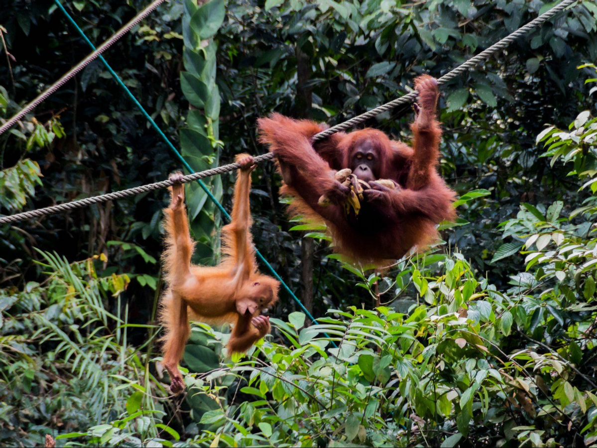 Caving and Semenggoh Wildlife Centre or Annah Rais Longhouse Tour in Kuching yRWT5CEp