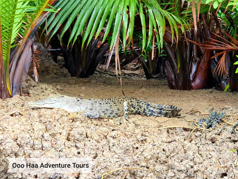 Dolphin Mangrove Cruise and Sarawak Cultural Village Tour in Kuching qGYcwAxc
