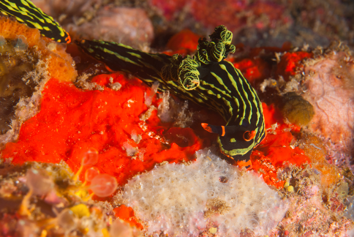 Monad & Gato Island Dive: Deep Adventure with PADI 5 Star Centre 3ybJYwZn
