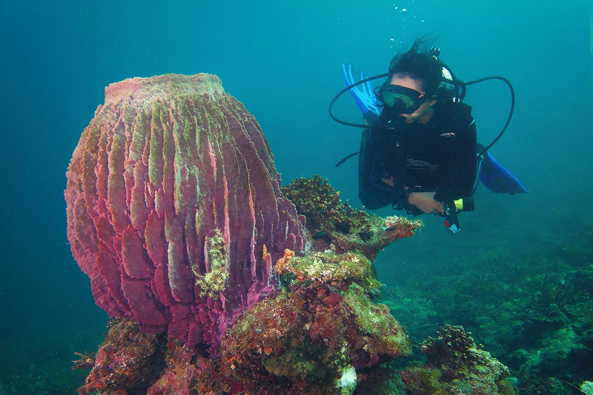 Aquatic Excursion in Kota Kinabalu: Open Water Dive with PADI Center I5aUB3U4