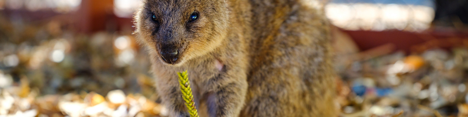 Perth, Fremantle, Rottnest Island & Swan River Tour vlaxbCil