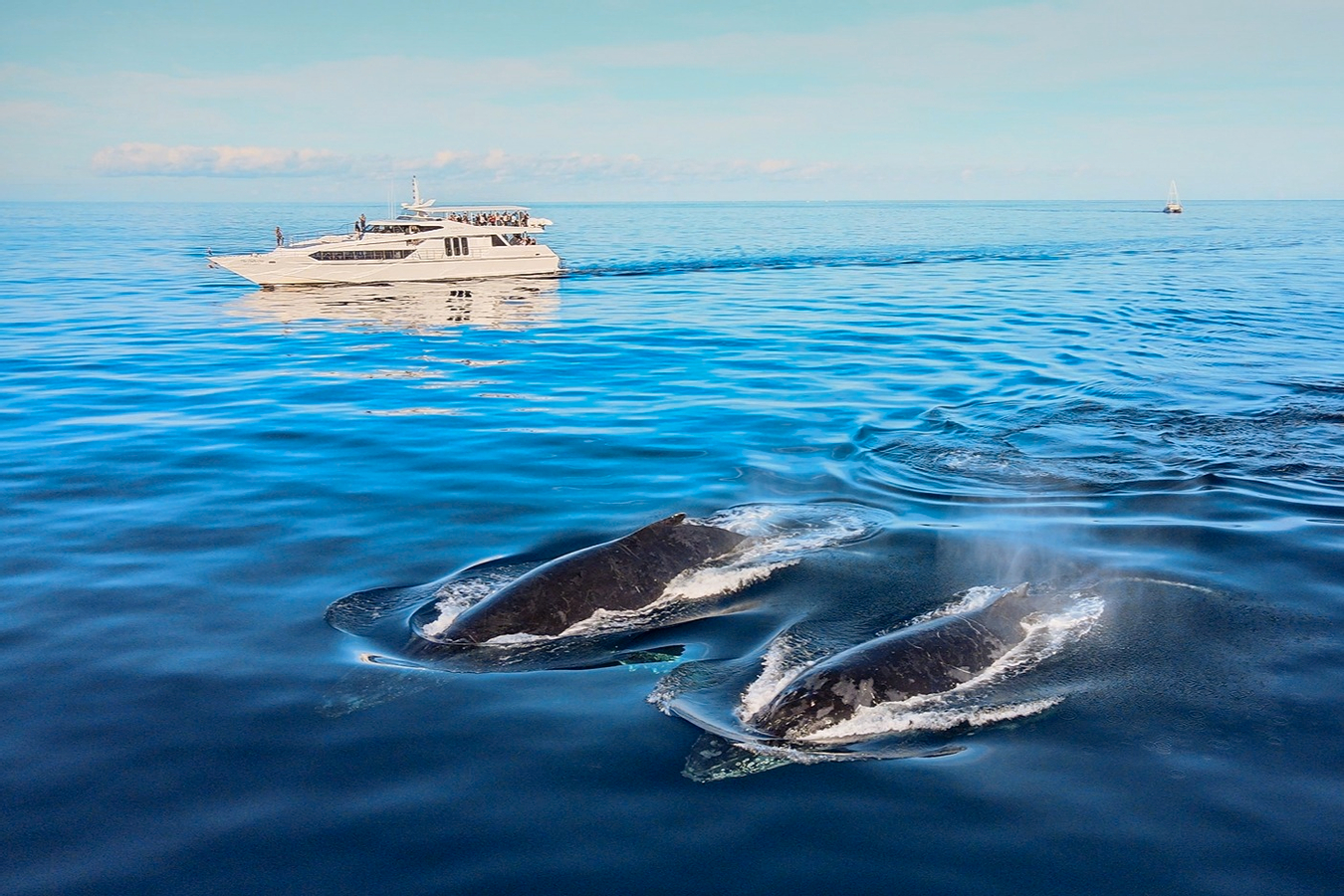 Whale Watching on Luxury Superyacht in Gold Coast nLgrMzLS