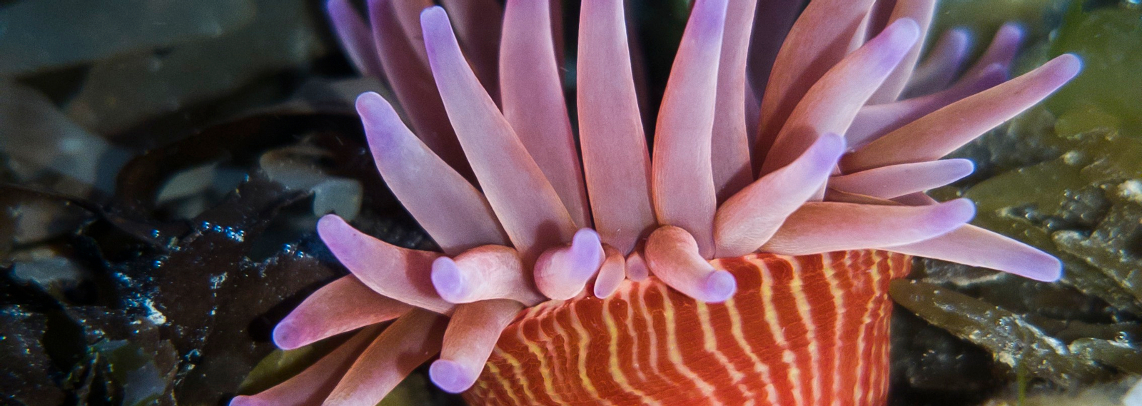 Experience Wellington's Seas: Half-Day Snorkelling with PADI Center x25uwoma