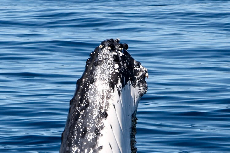 Whale Watching on Luxury Superyacht in Gold Coast nSjhzYKB