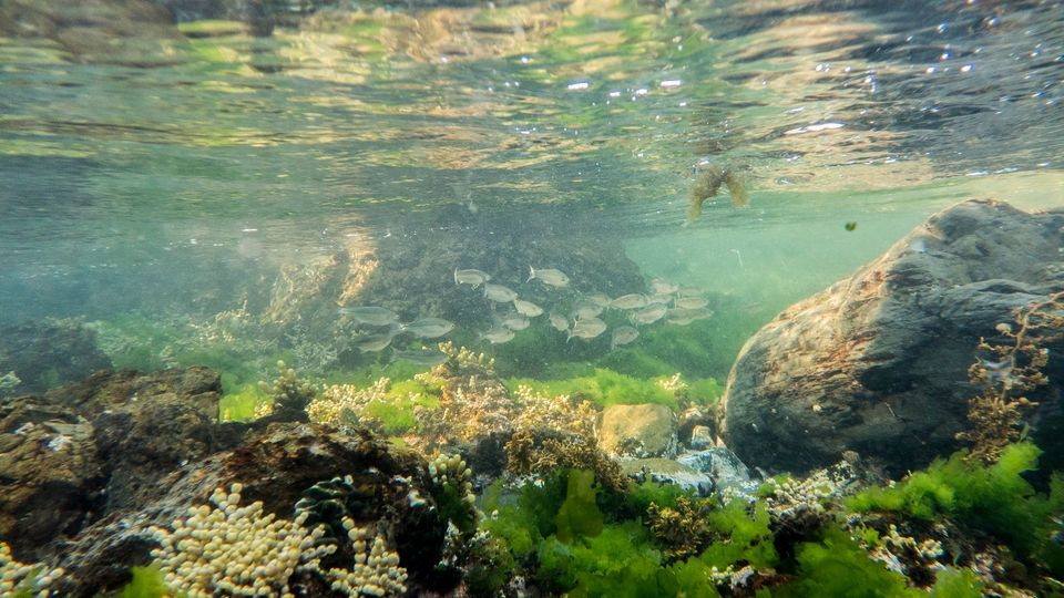 Experience Wellington's Seas: Half-Day Snorkelling with PADI Center L5OXIxjS