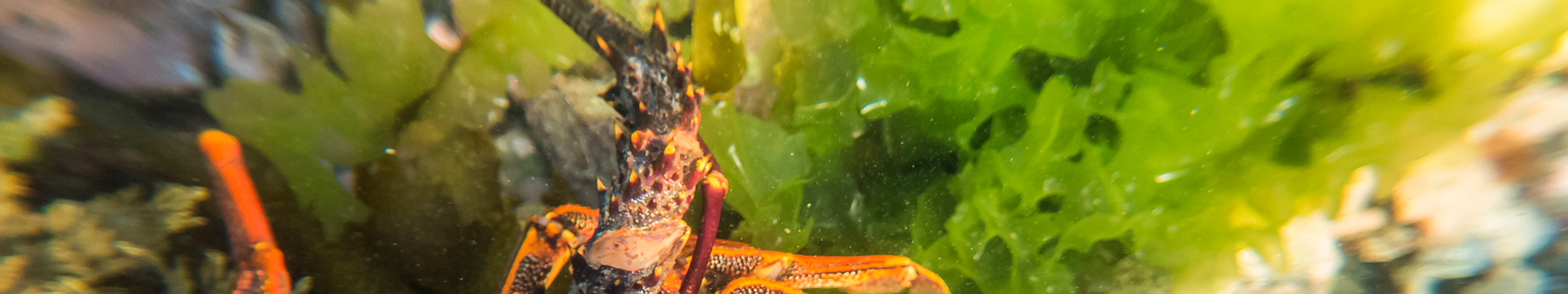 Experience Wellington's Seas: Half-Day Snorkelling with PADI Center muvI3u02