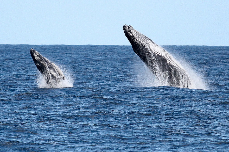 Whale Watching on Luxury Superyacht in Gold Coast E9rmKV3m-backdrop