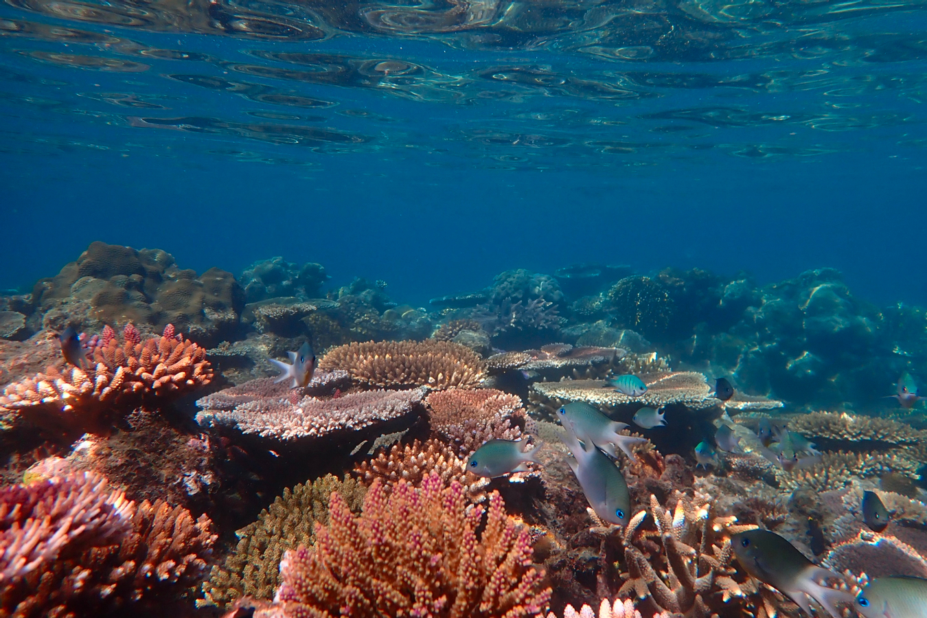 Premium Whitsunday Islands Sail, SUP & Snorkel Tour vvtCPB2s