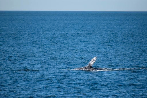 Whale and Dolphin Watching Adventure in San Diego EjLStSbT