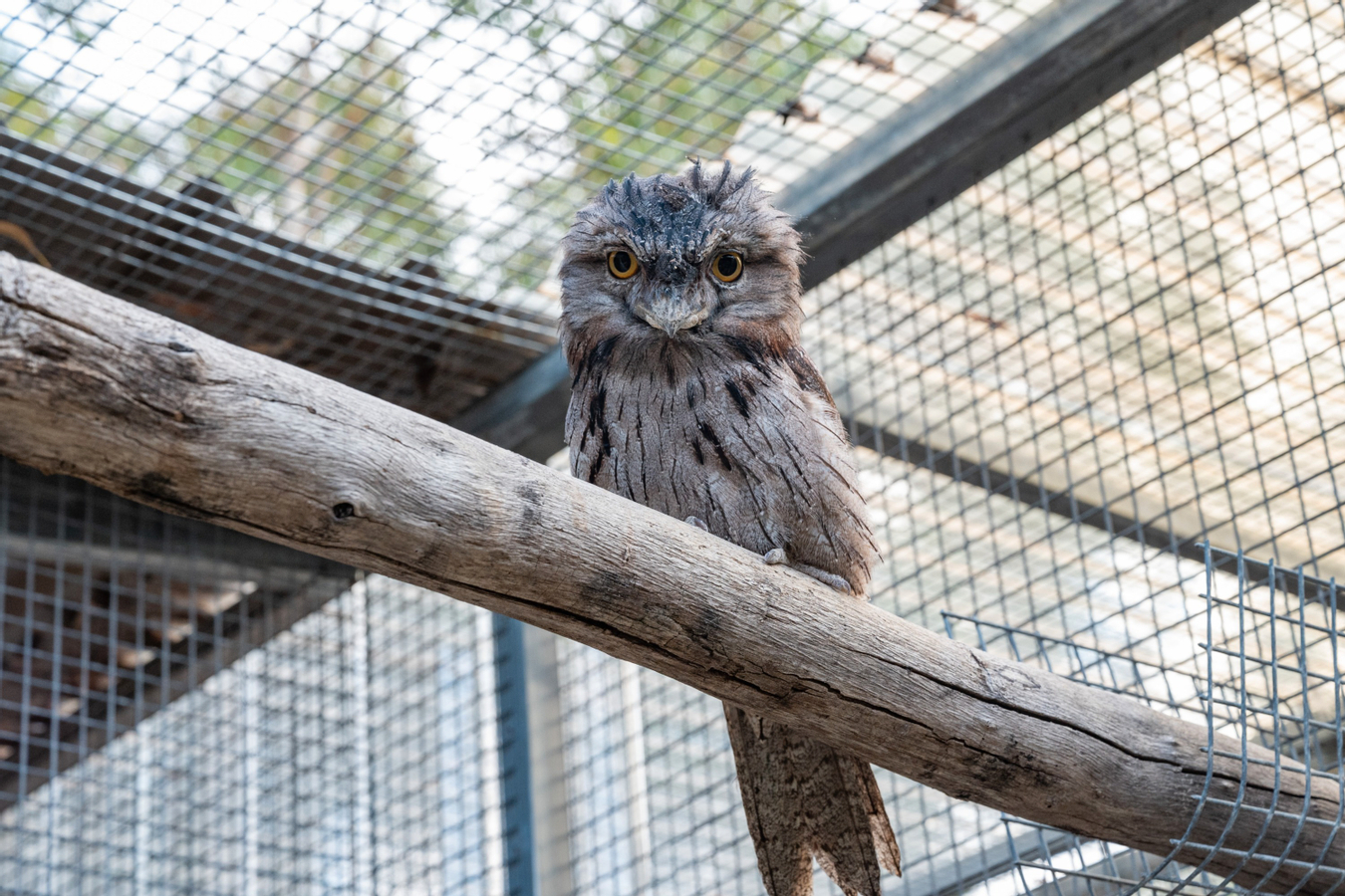 Wildlife Interaction and Hospital Tour in Perth OReTwpvC