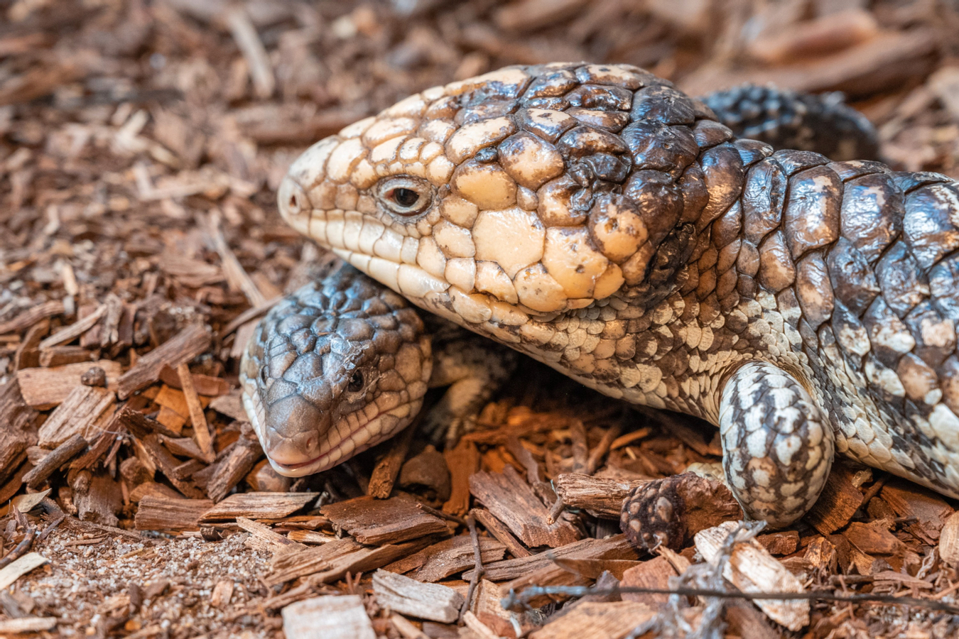 Wildlife Interaction and Hospital Tour in Perth 0Bwlxj5u