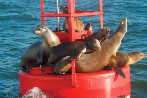 Whale and Dolphin Watching Adventure in San Diego b5DTq93N-backdrop