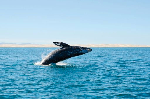 Whale and Dolphin Watching Adventure in San Diego vsFFCO1h