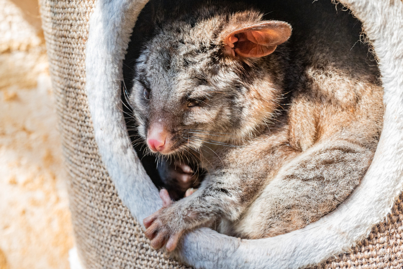 Wildlife Interaction and Hospital Tour in Perth f97GSfkX