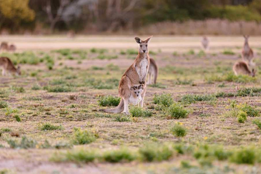 Kangaroos and Mountain Views Morning Tour VaN9BS3E-backdrop