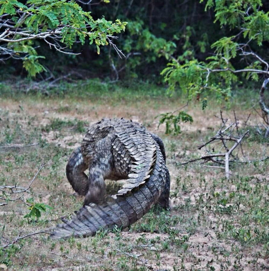 Yala National Park Safari Private Half Day Tour fUvkCSPr