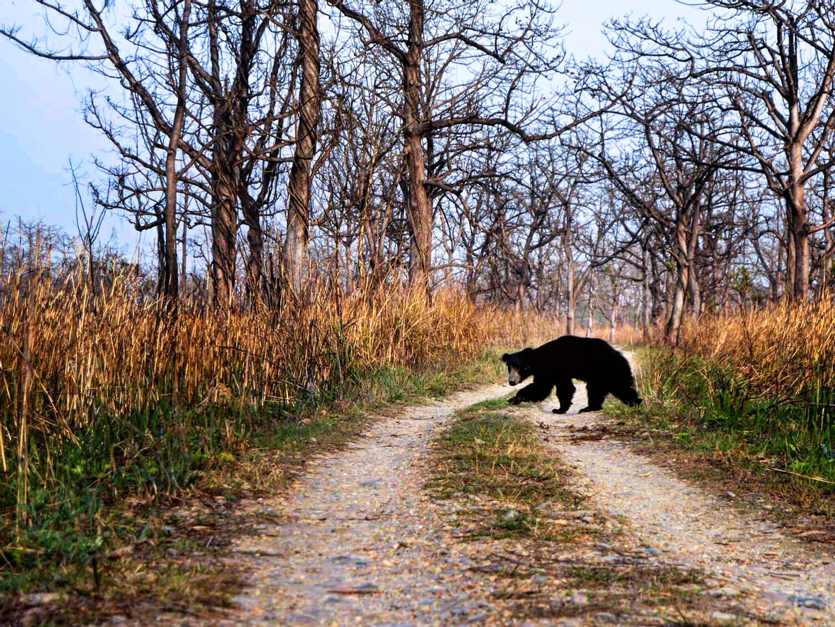 Chitwan Jungle Safari 2/3/4-Days Tour Lo2jrNEU-backdrop