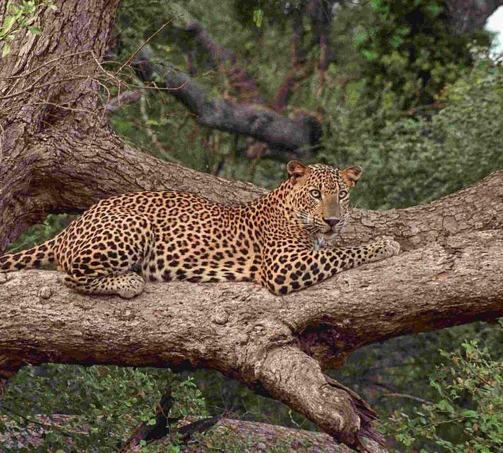 Yala National Park Safari Private Half Day Tour 8SU3Ko1W