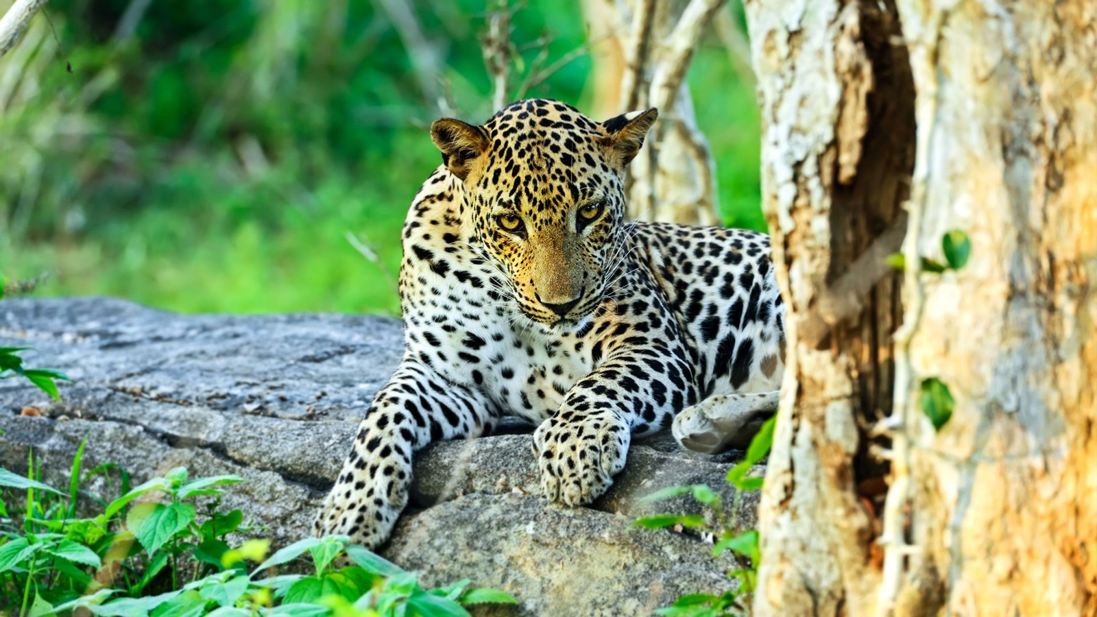 Yala National Park Safari Private Half Day Tour sHXy12FM