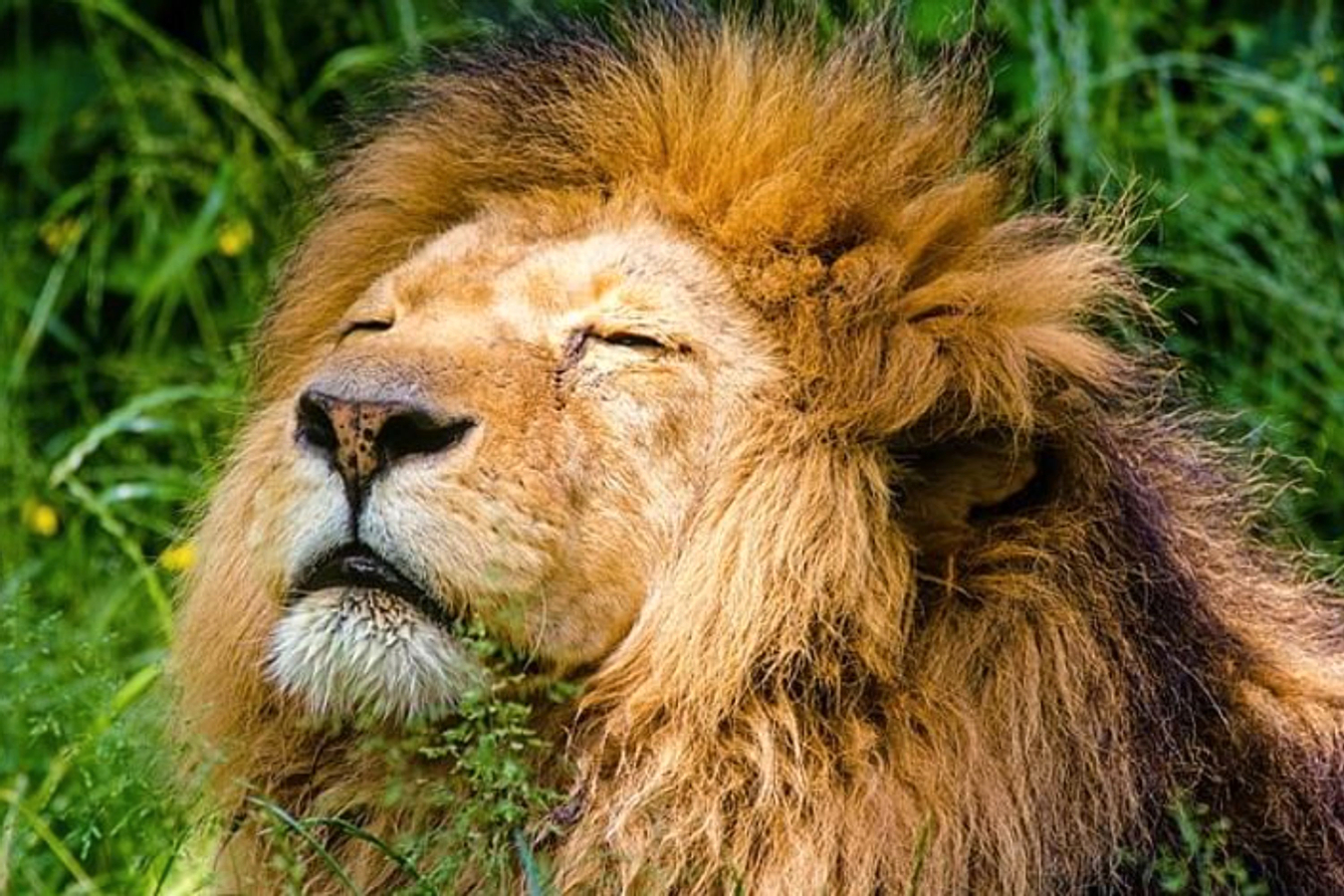 Krakow Zoo Ticket  6n0wp1Xi
