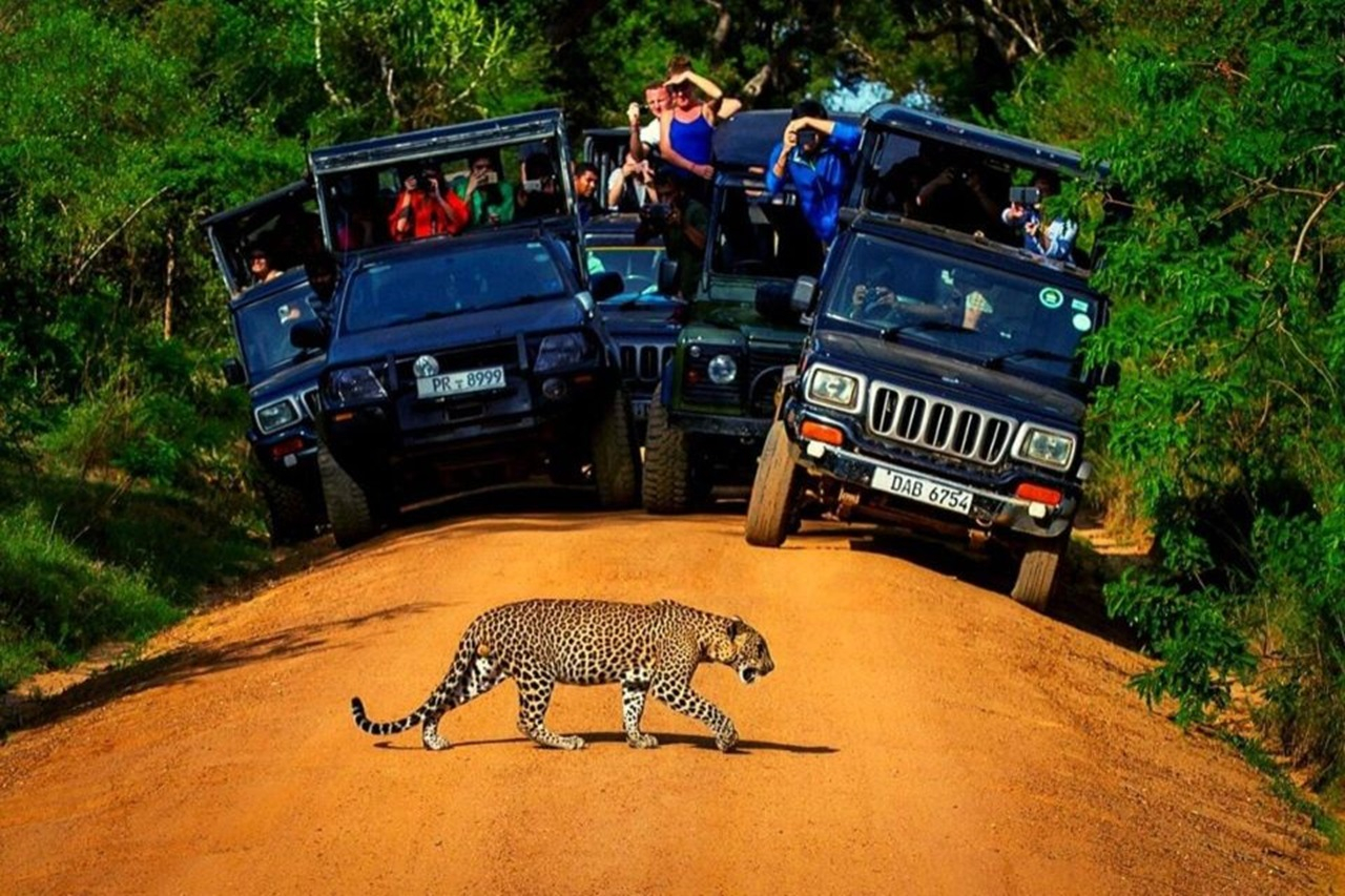 Yala National Park Safari Private Half Day Tour 5JsRzHAF-backdrop