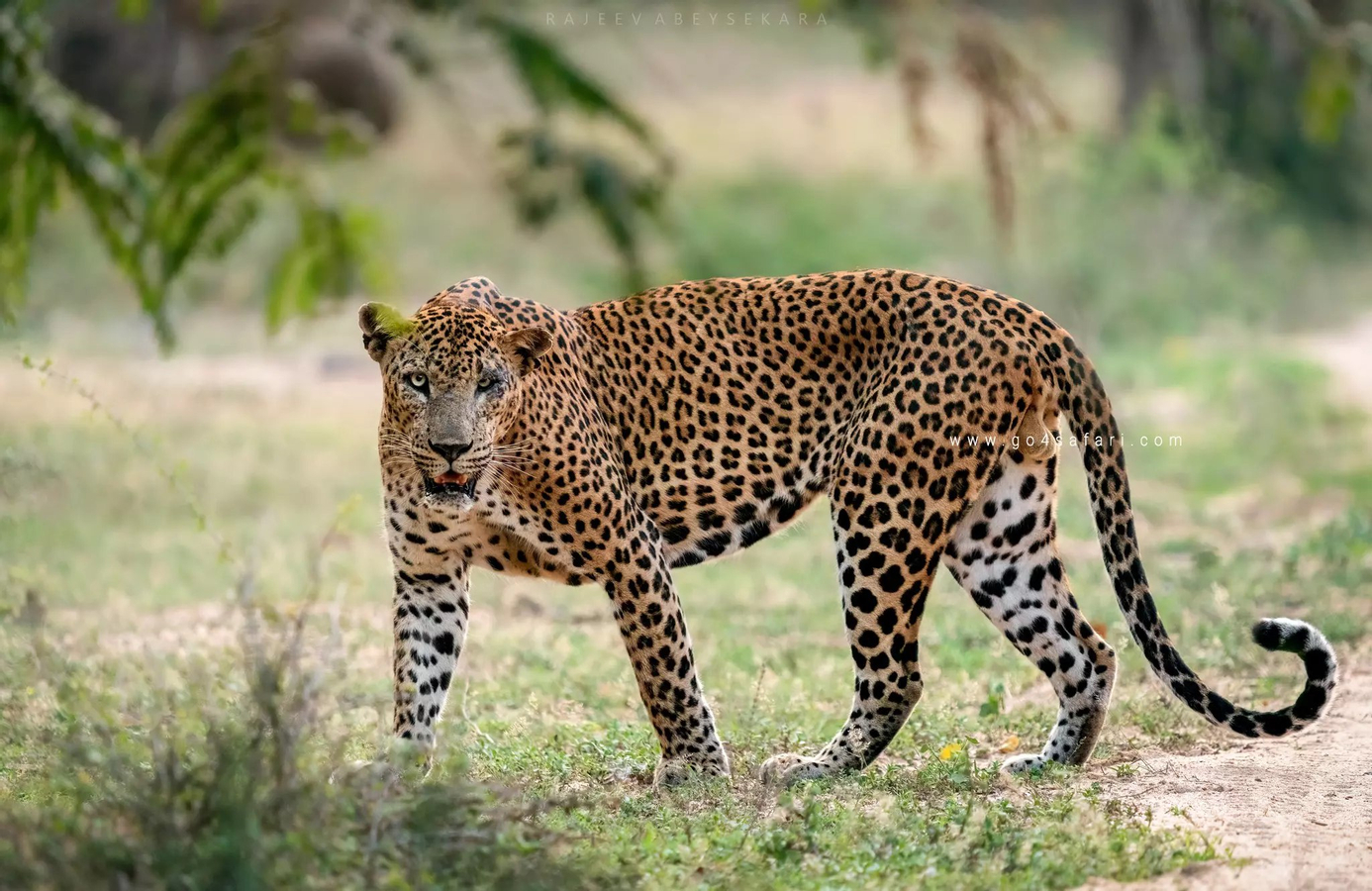 Yala National Park Safari Private Half Day Tour s2QcqdEK