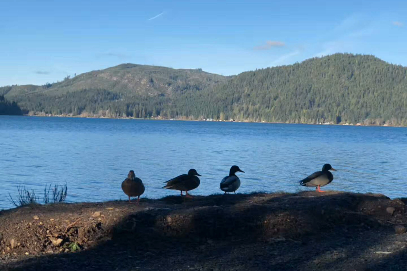 Olympic National Park Day Tour from Seattle Adventure