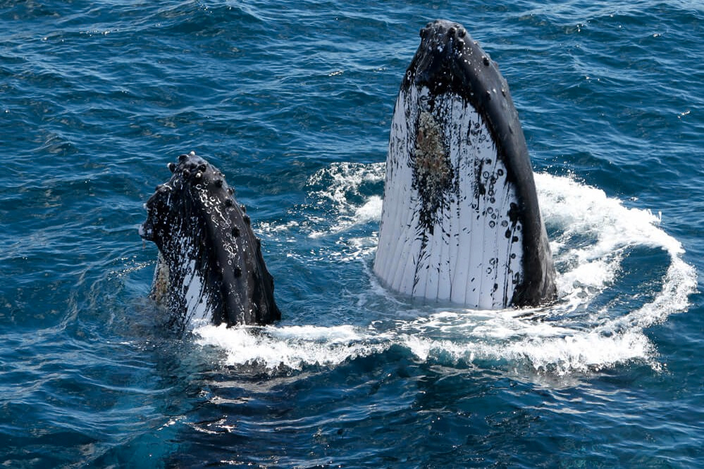 Whale Watching on Luxury Superyacht in Gold Coast 3YRKeE7v