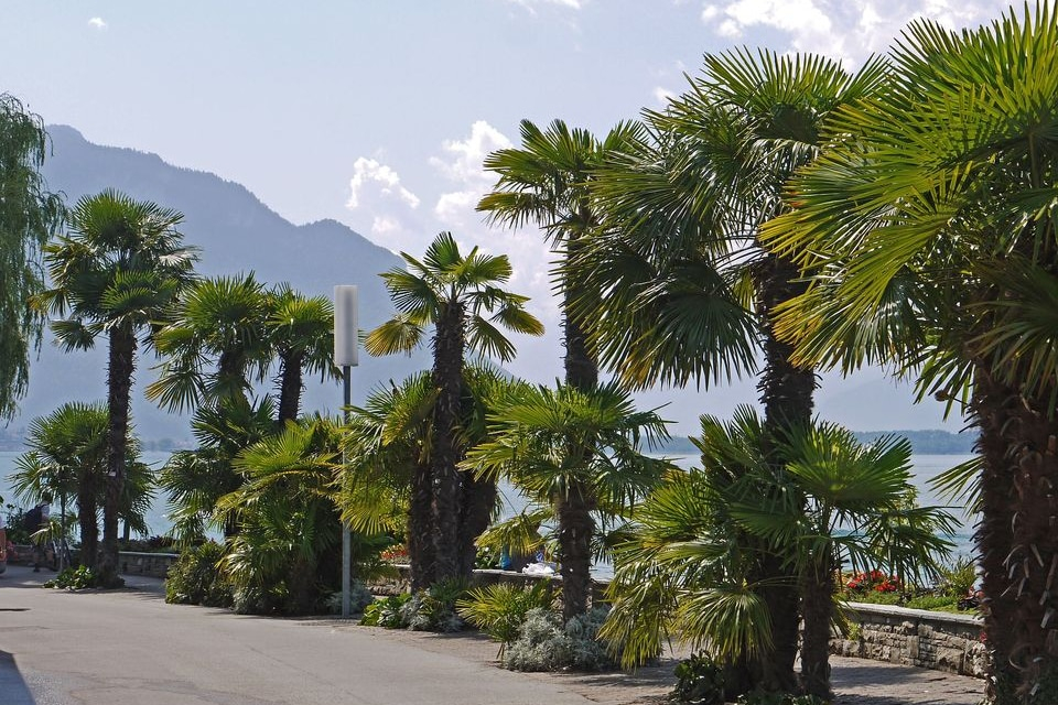 Montreux Private Walking Day Tour 2hO8AHLs