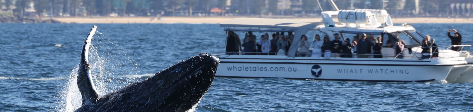 2.5-Hour Ocean Whale Watching Experience from Barangaroo r1Y37h1E-backdrop