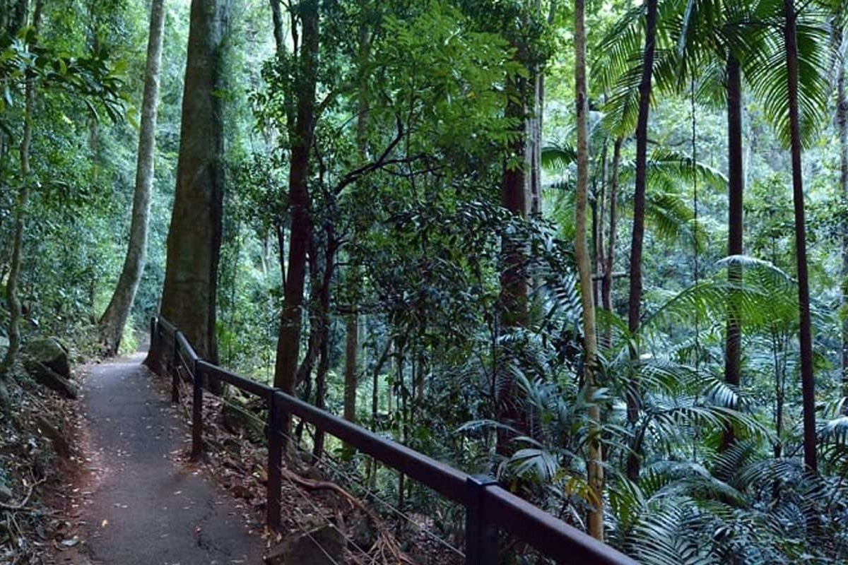 Gold Coast Hinterland Explorer Day Pass i7kHMGU8
