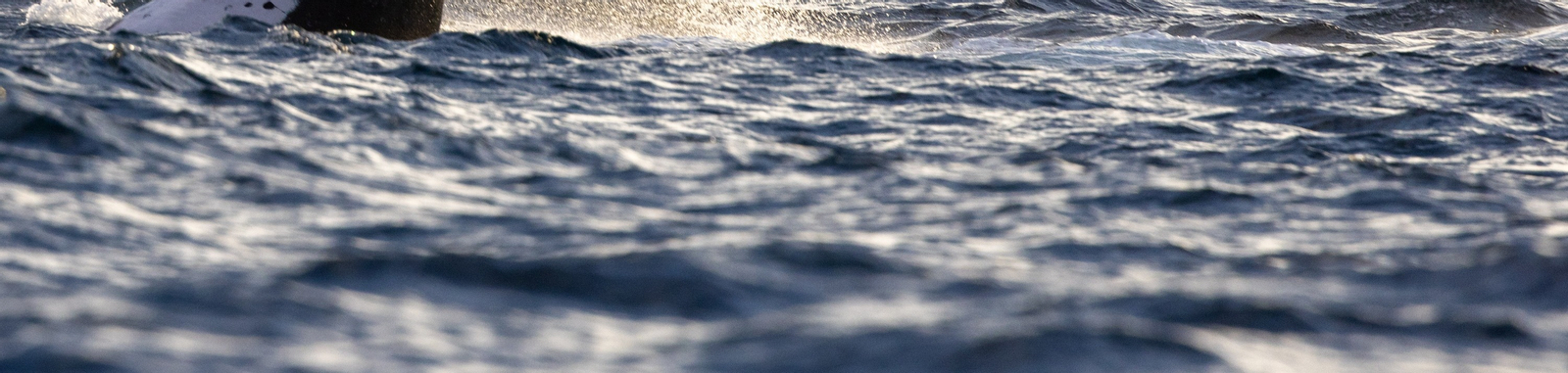 2.5-Hour Ocean Whale Watching Experience from Barangaroo 6f96qHxp