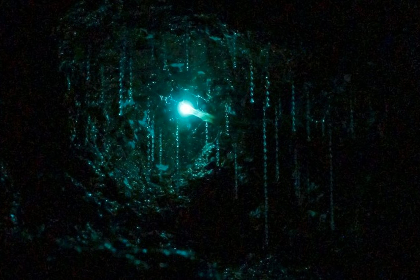 Glow Worms and Mount Tamborine Day Tour with Chinese Speaking Guide jPJVmW56