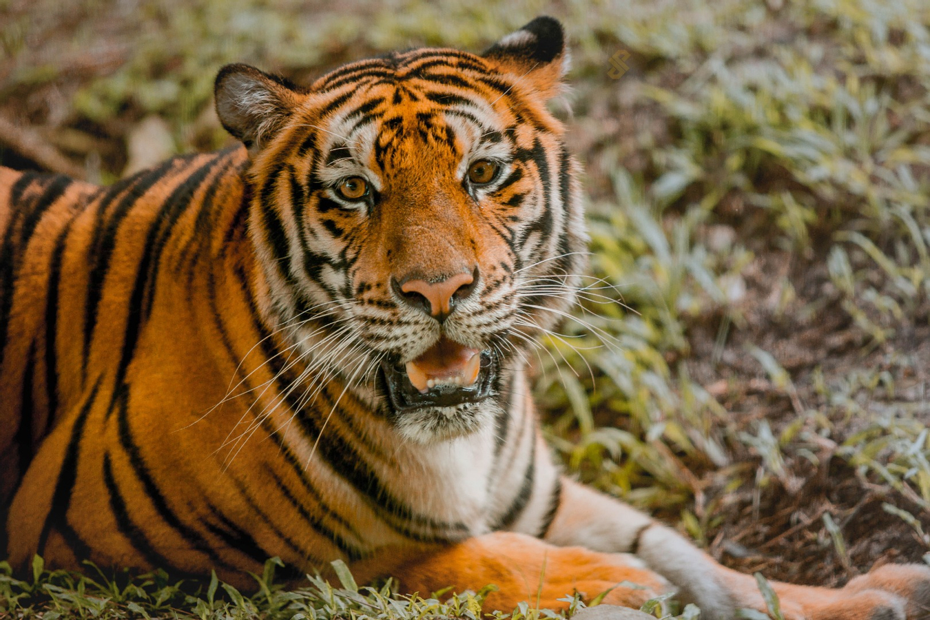Cebu Safari and Adventure Park Ticket in Cebu KxRW5Rlw