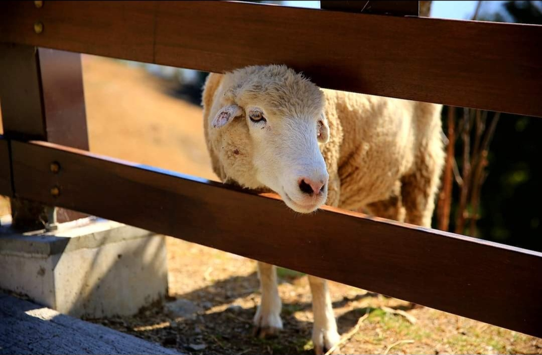 Taichung Gaomei Wetland & Qingjing Farm Day Tour XuLkkJ9a
