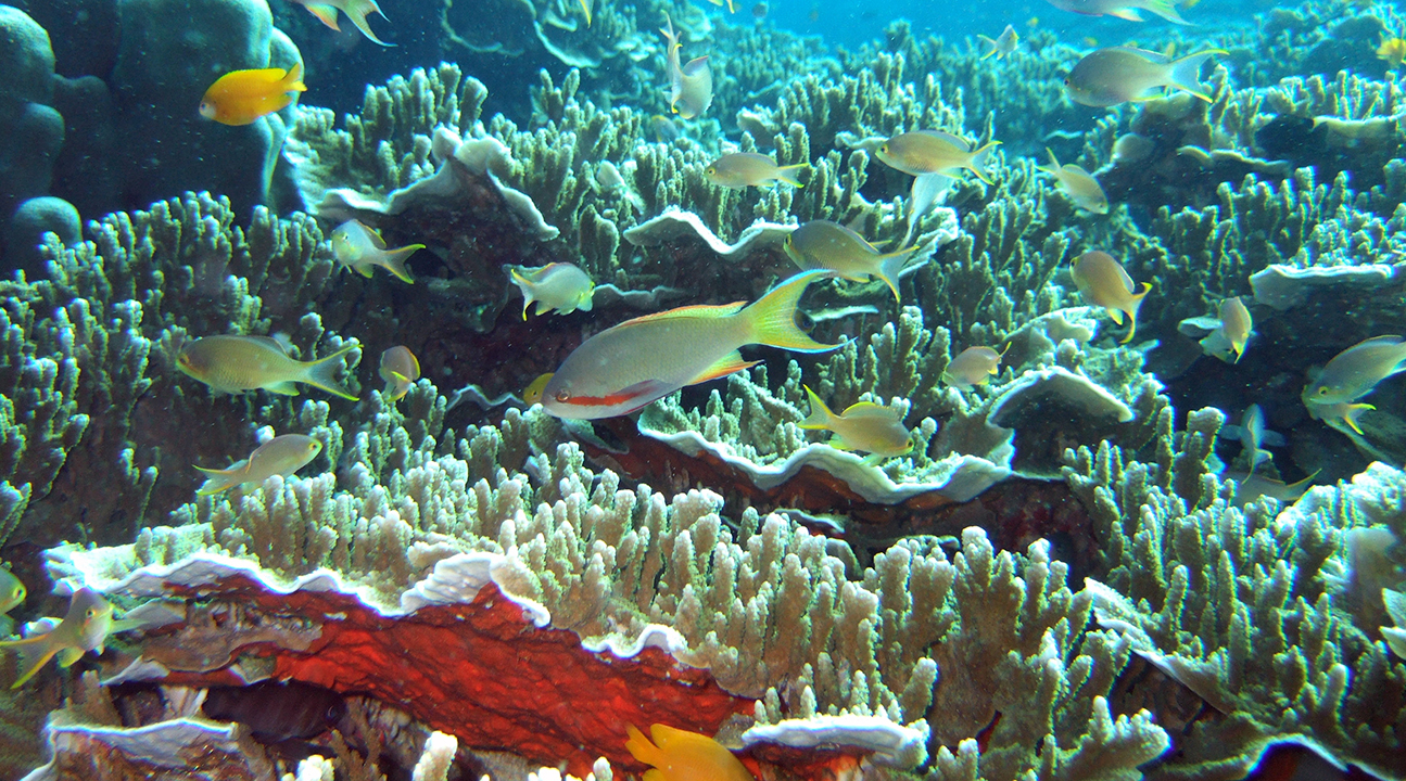 Pescador Island Hopping Private Tour from Cebu, Mandaue, Lapu Lapu, and Mactan Island JnG91HQe