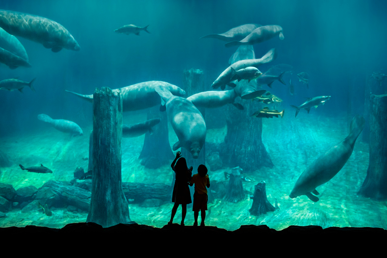 4-in-1 Park Hopper Plus: Singapore Zoo, River Wonders, Night Safari, Bird Paradise W9tK3lD4