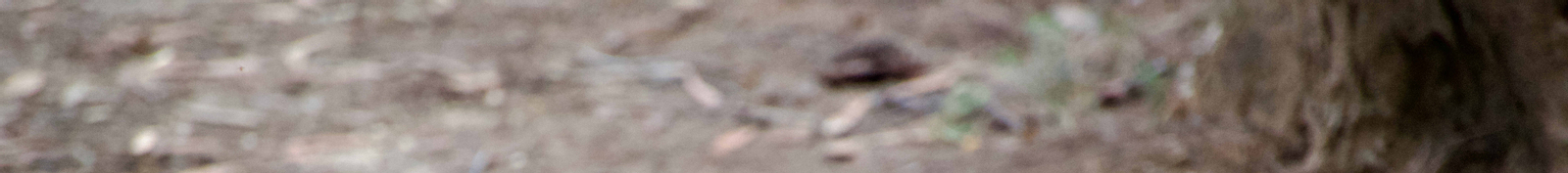 Sydney Wildlife Safari from Sydney lTmRoyJZ