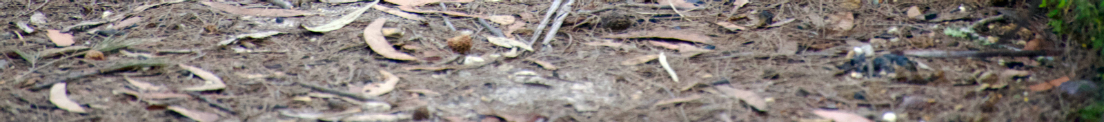 Sydney Wildlife Safari from Sydney TKOMC9Ok