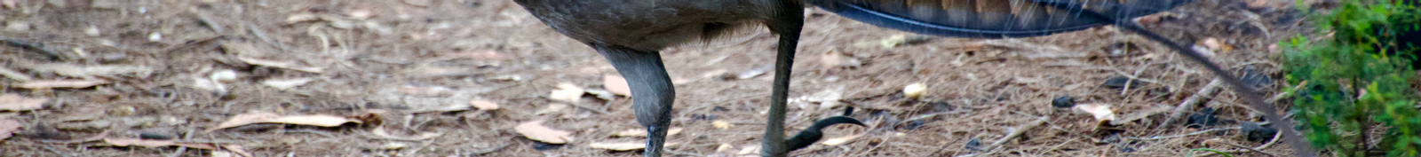 Sydney Wildlife Safari from Sydney 0dqAZEKT