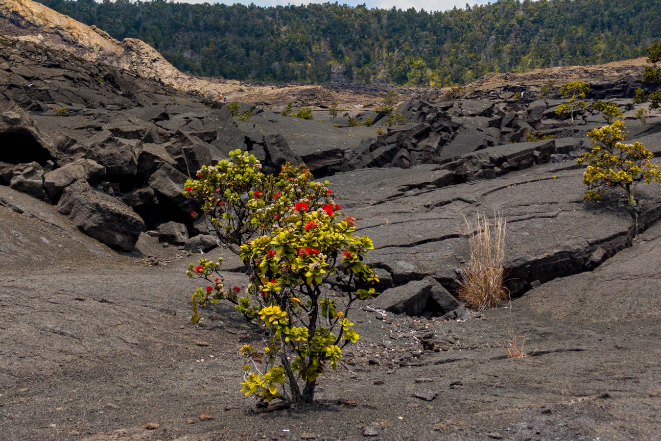 Hawaii Volcanoes National Park Tour with Audio Guide Diskon 50% Paket Tur